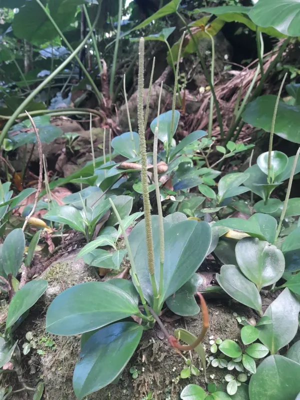 Peperomia magnoliifolia
