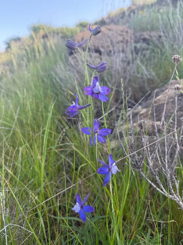 Delphinium Belladonna