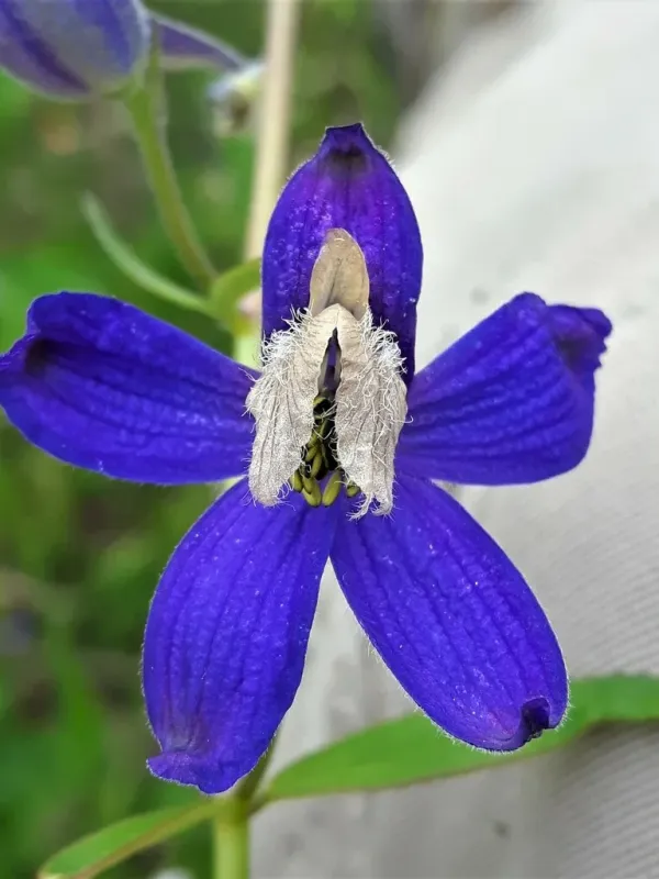 Delphinium x cultorum
