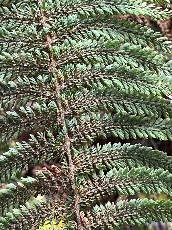 Leptopteris superba