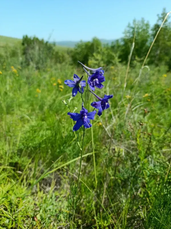 Delphinium grandiflorum