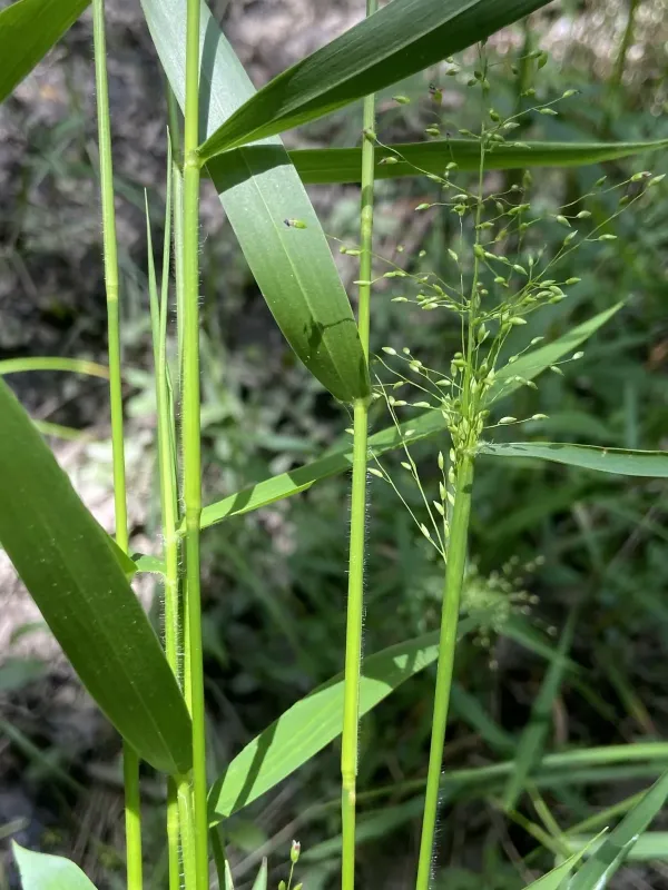 Panicum scabriusculum