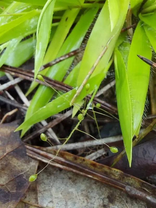 Dichanthelium strigosum