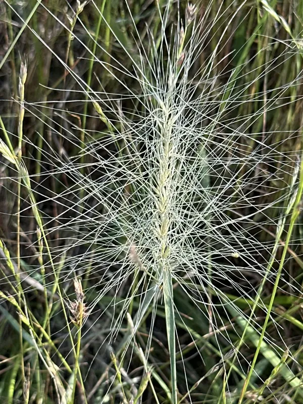 Big-bristle wheatgrass