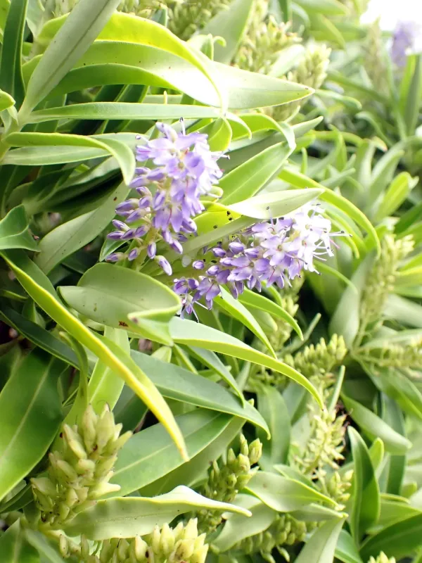 Veronica barkeri