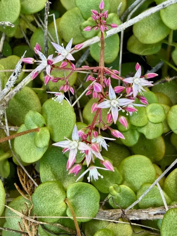 Crassula multicava