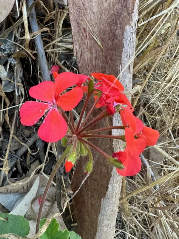 Scarlet pelargonium