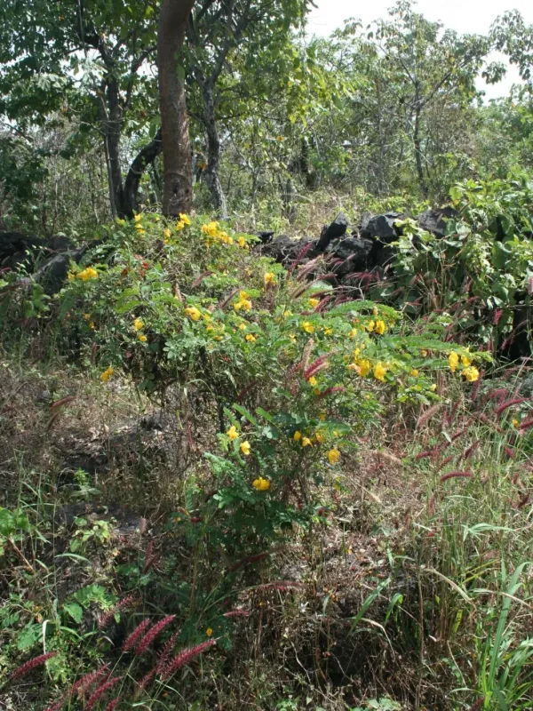 Сенна галегалистная