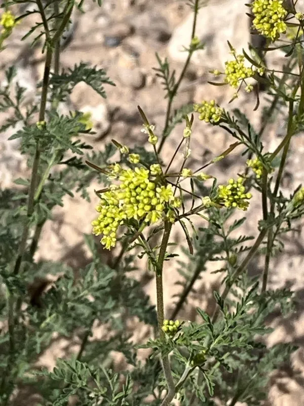 Western tansymustard