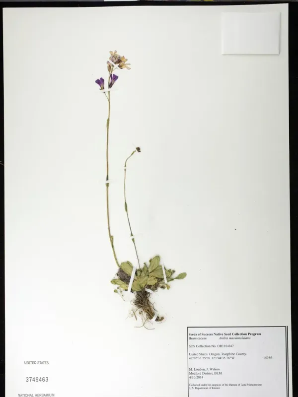 McDonald's rockcress