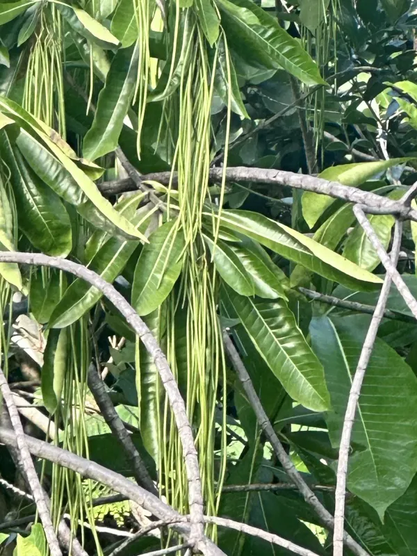Alstonia macrophylla