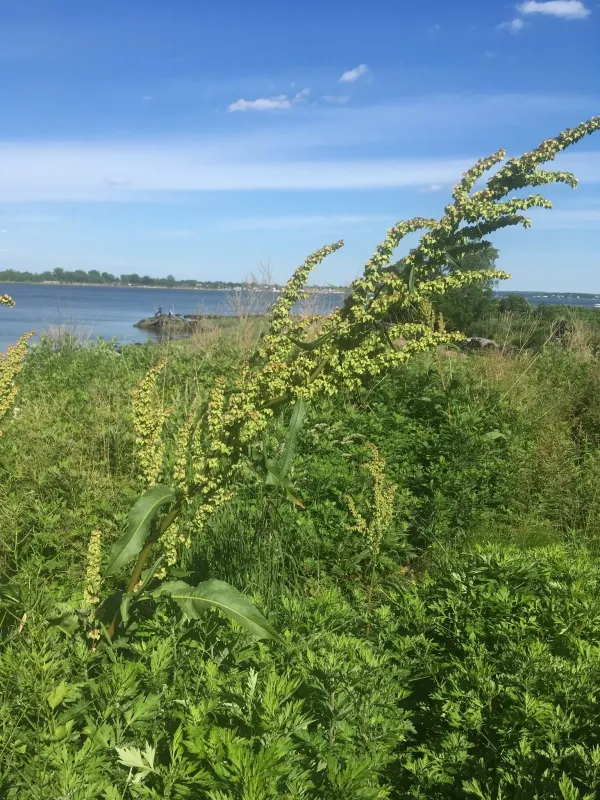 Щавель Кернера