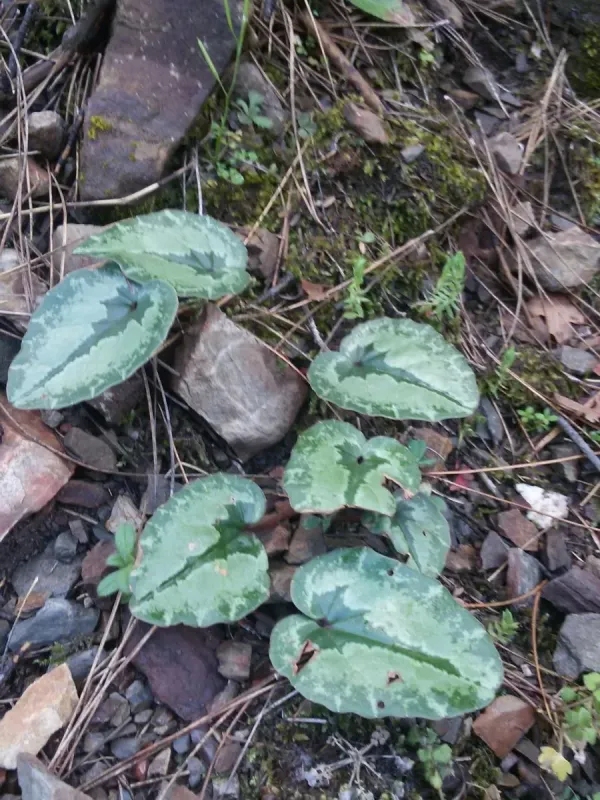 Cilician cyclamen