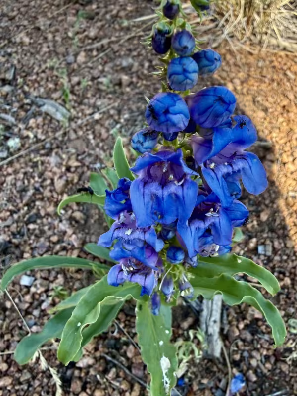 Smooth beardtongue