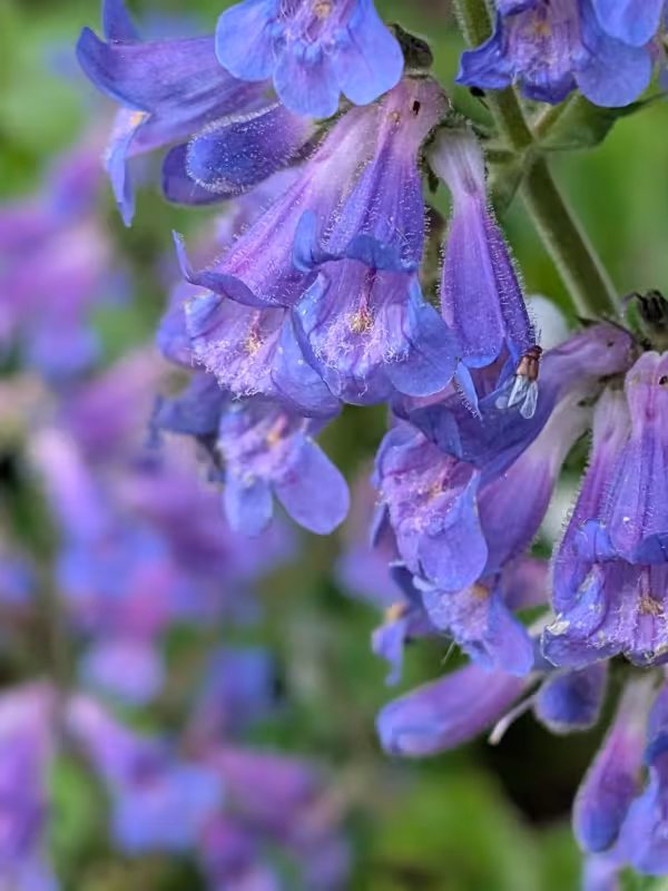 Penstemon ovatus