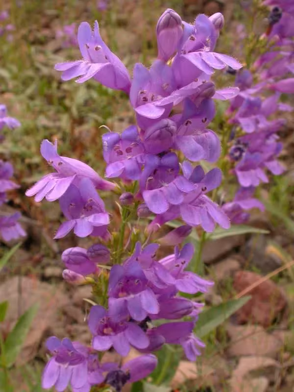 Penstemon venustus