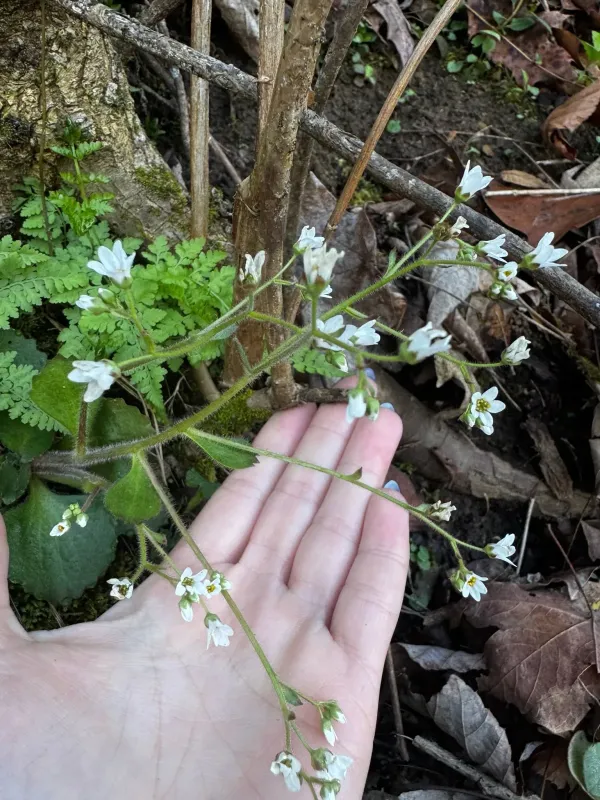 Early saxifrage
