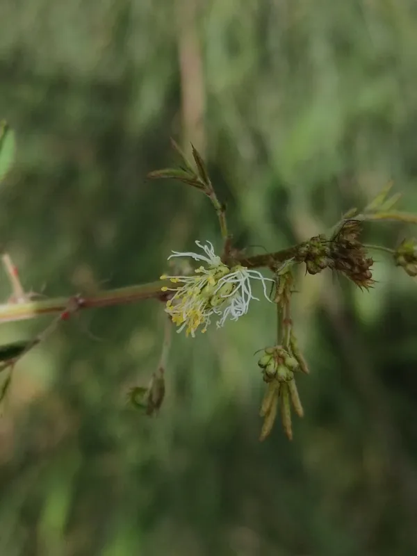 Desmanthus leptophyllus
