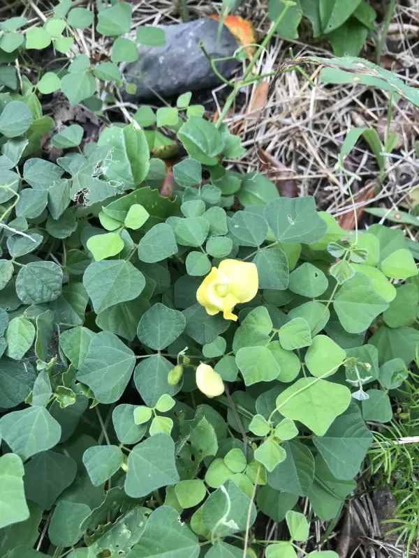 Dunbaria villosa