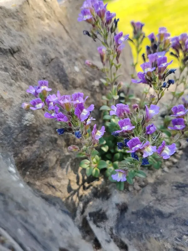 Chaenorhinum origanifolium