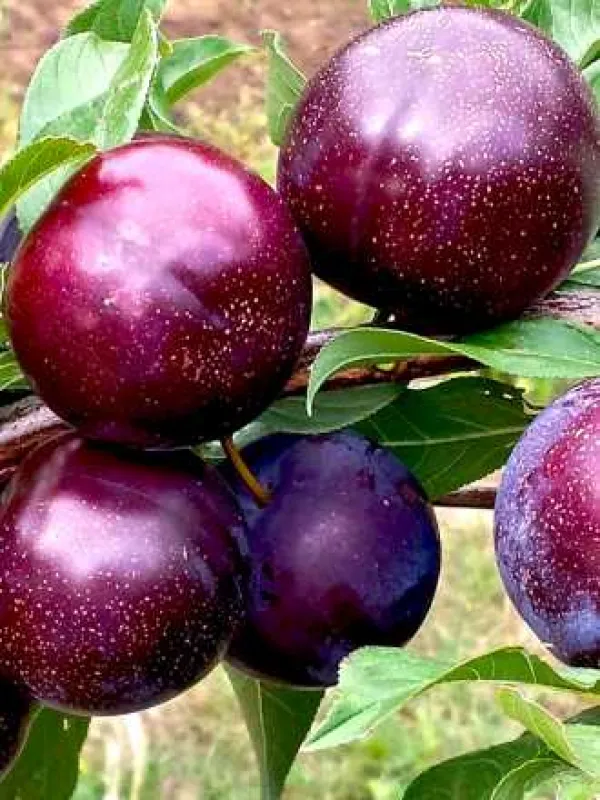 Nectacotum