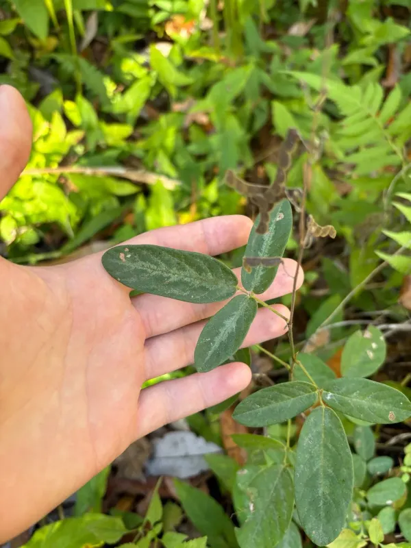 Grayleaf ticktrefoil