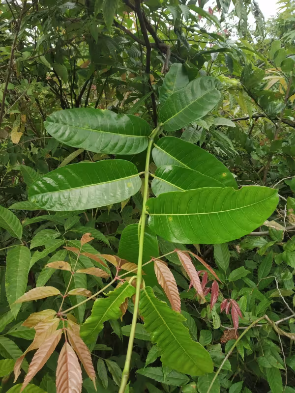 Anodendron paniculatum