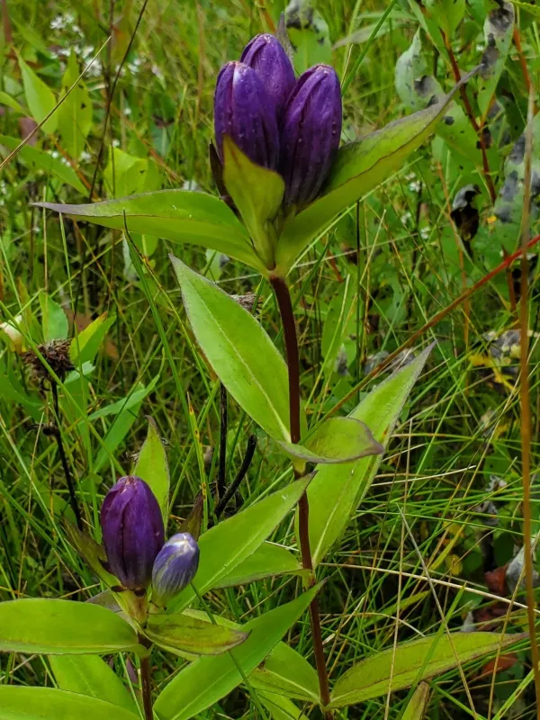 Bottle Gentian