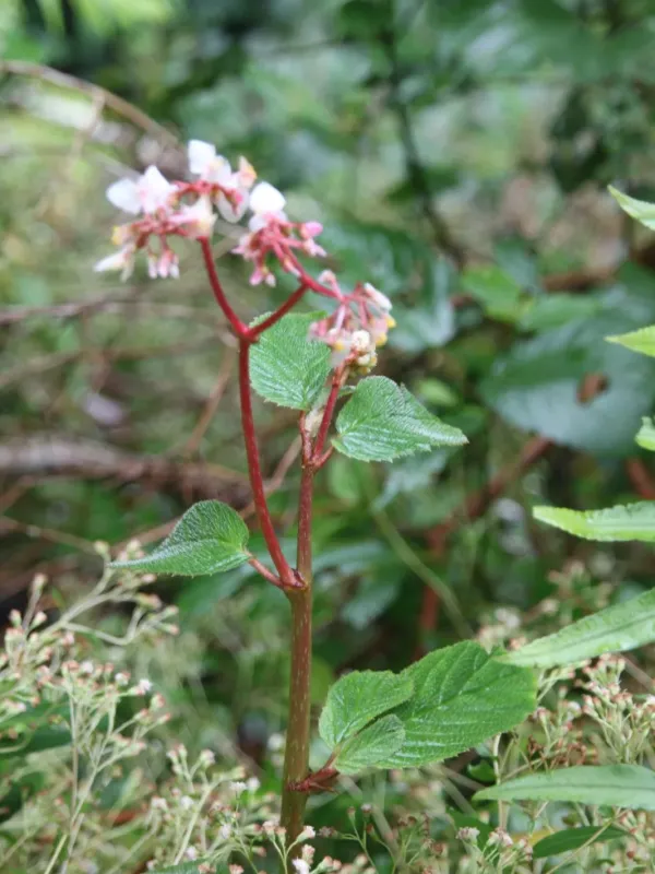 Elm-leaf begonia