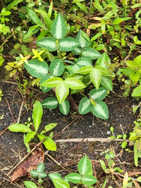 Spanish clover
