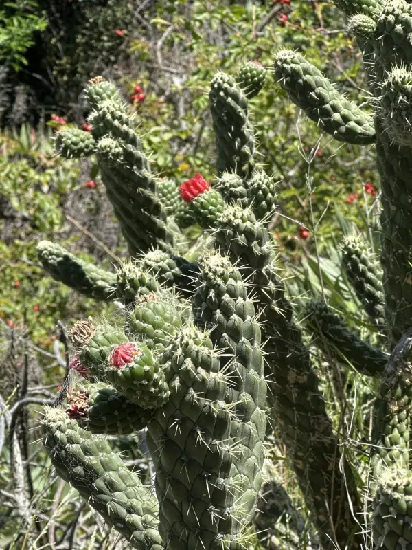 Austrocylindropuntia cylindrica