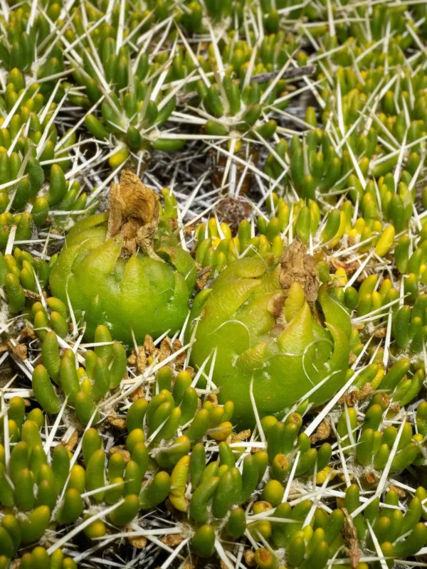 Maihuenia poeppigii