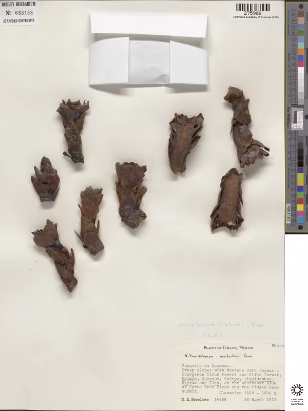 Mitrastemon matudae