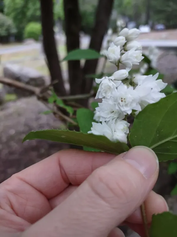Fuzzy deutzia