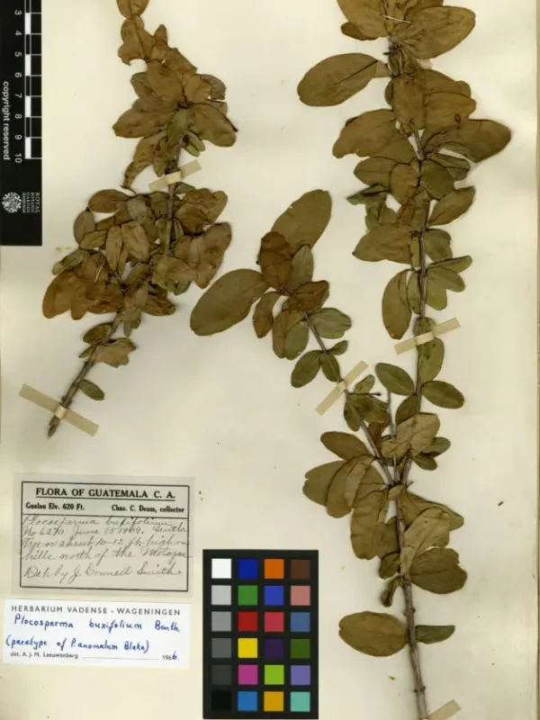 Plocosperma buxifolia