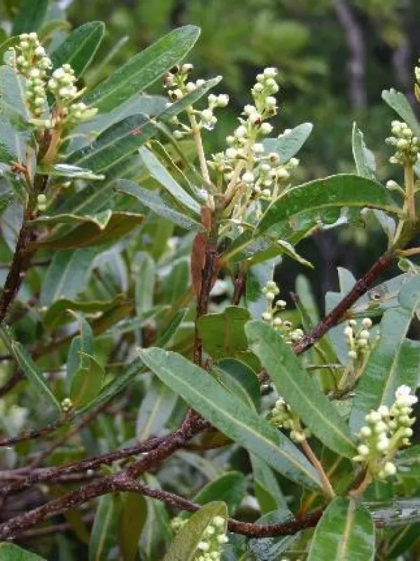 Argophyllum nitidum