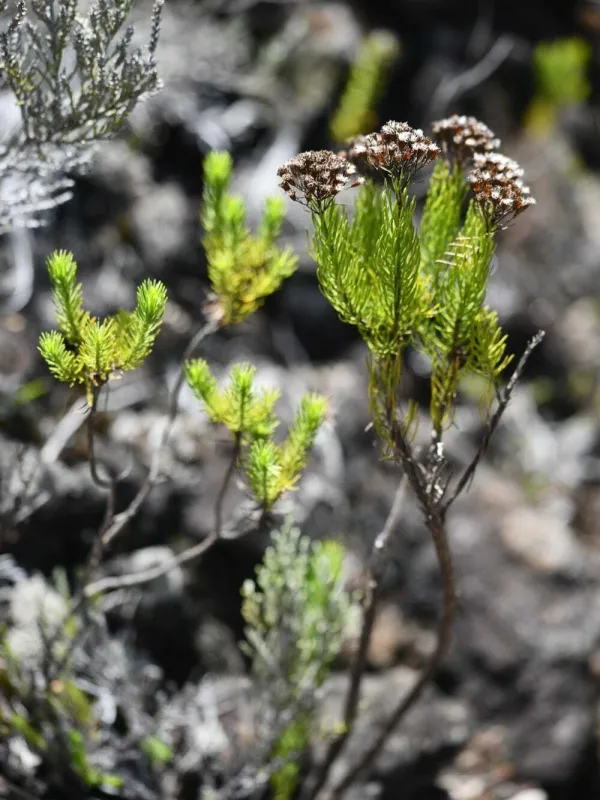 Faujasia pinifolia