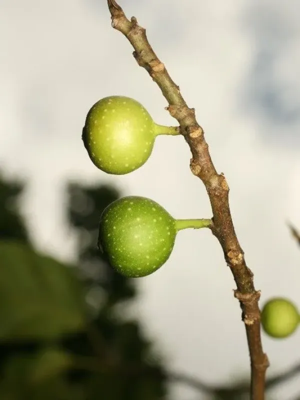Ficus lateriflora