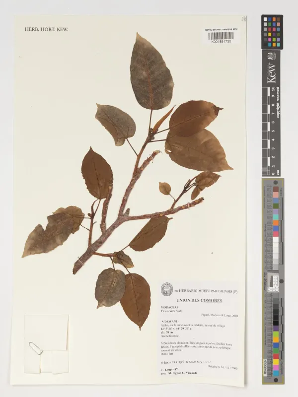 Red fig