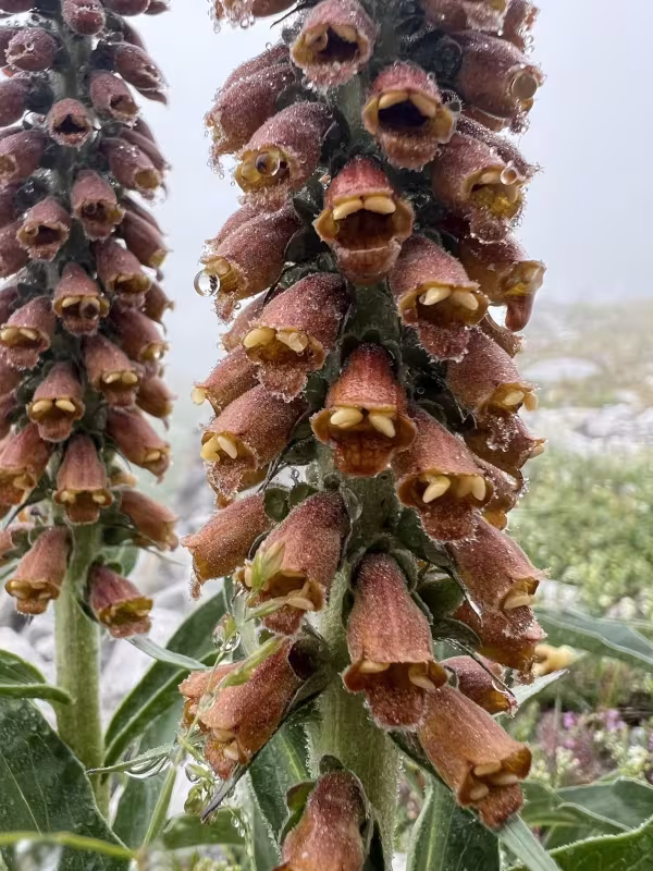 Small-flowered foxglove