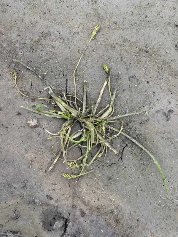 Triglochin scilloides