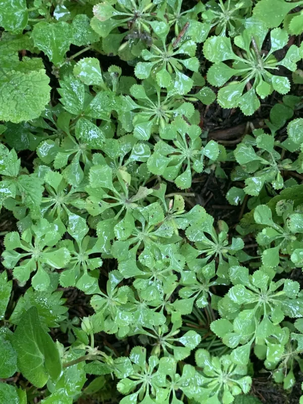 Circaeaster agrestis