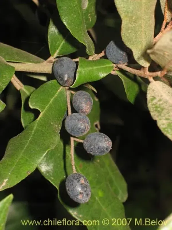 Aextoxicon punctatum