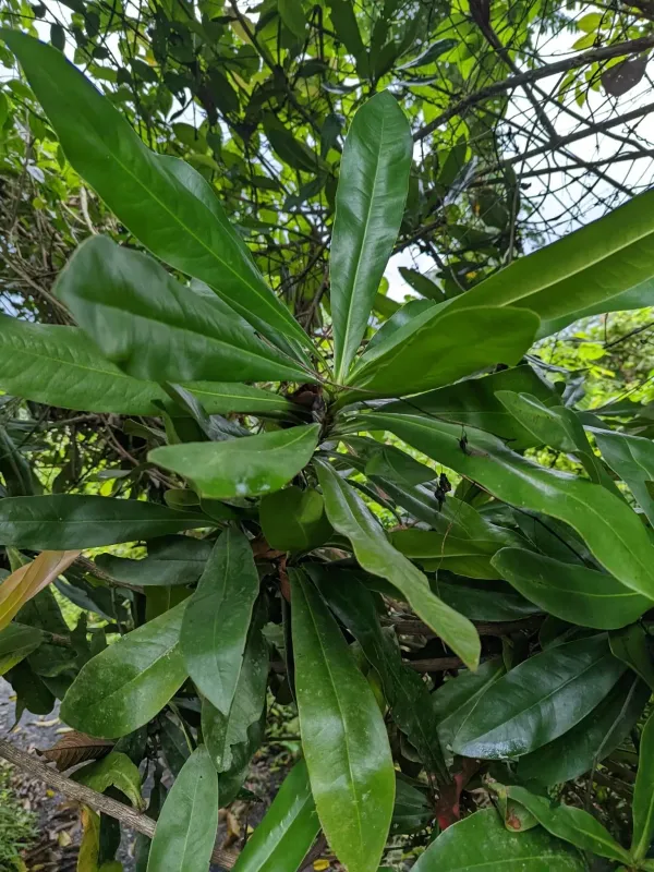 Ancistrocladus tectorius