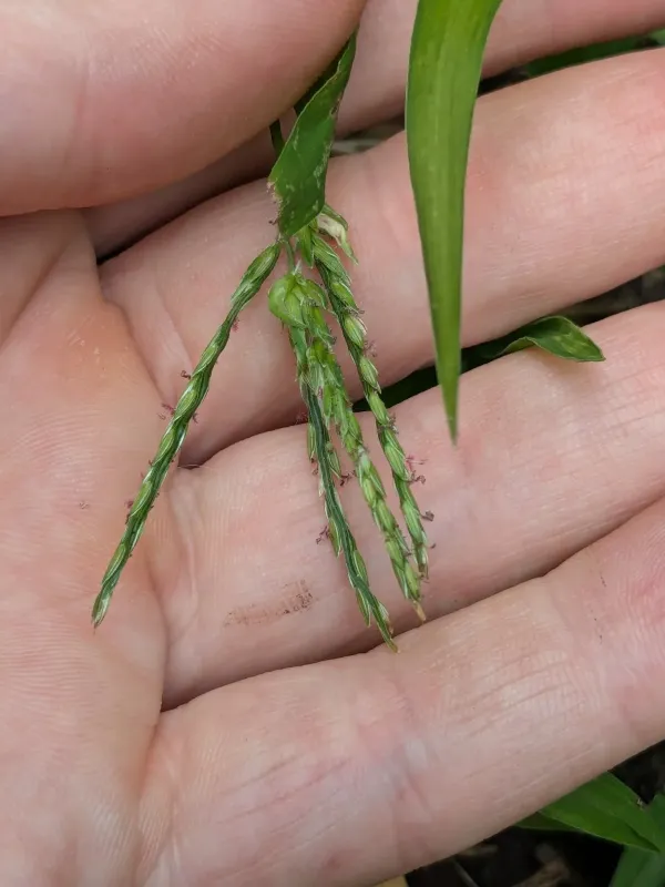 Southern crabgrass