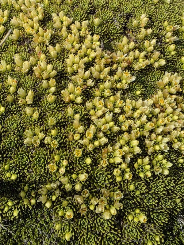 Hectorella caespitosa