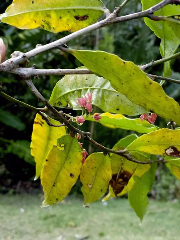 Physena madagascariensis