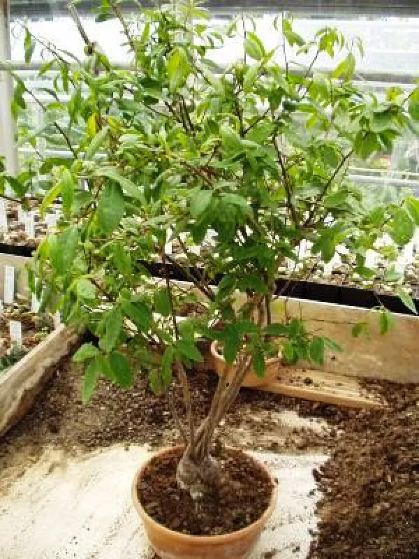 Talinella boiviniana