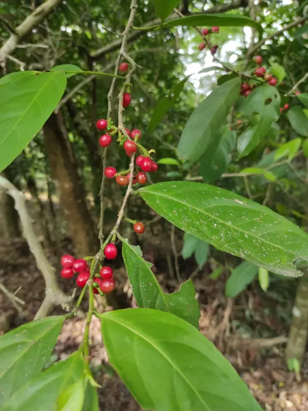 Lacistema aggregatum