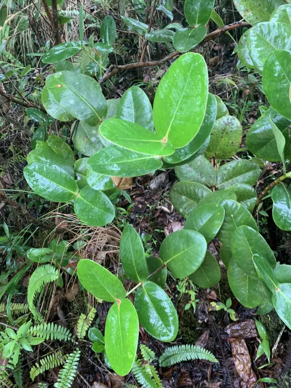 Alzatea verticillata